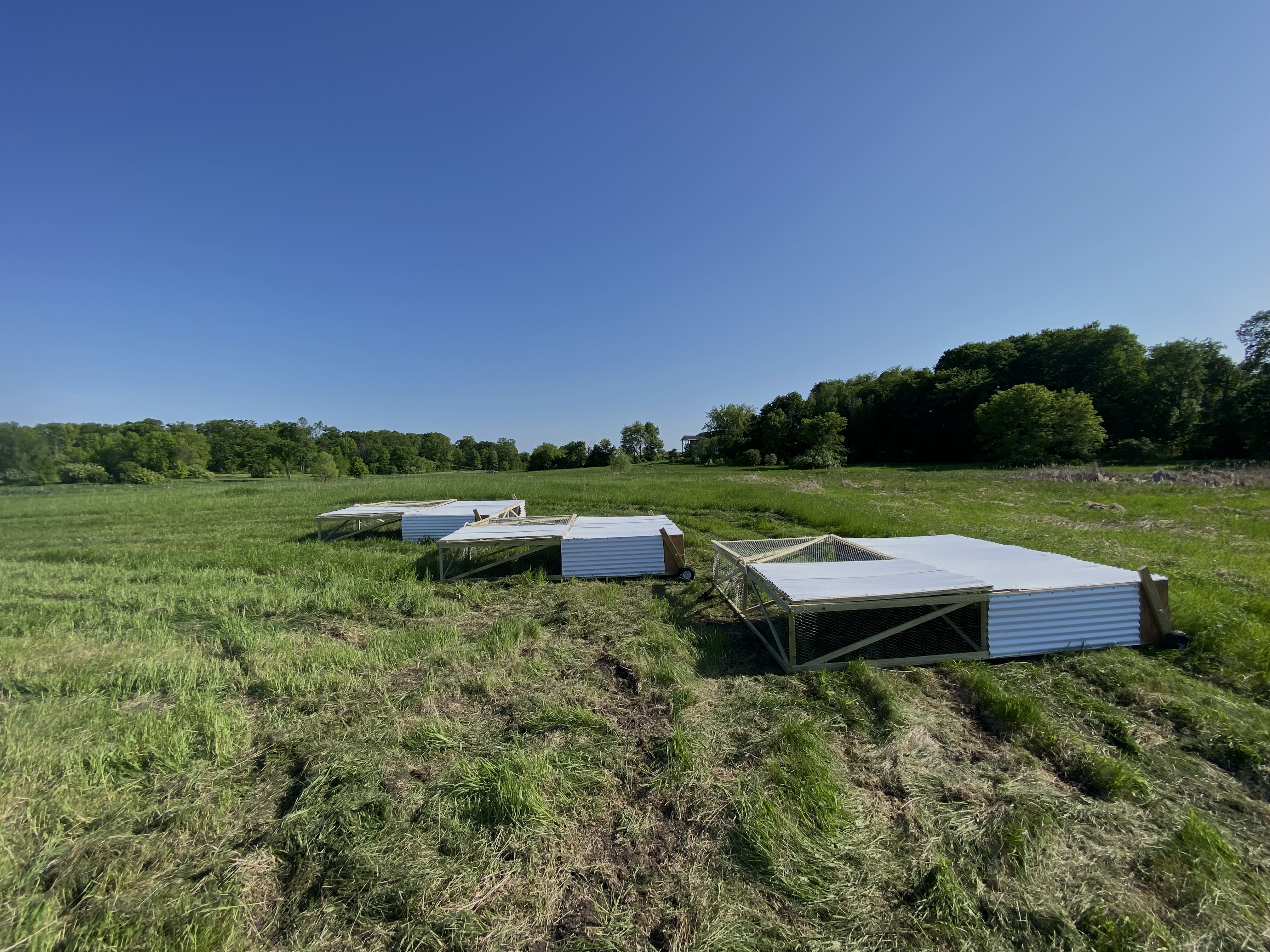 North Star Pastures mobile chicken coops positioned on lush green pasture